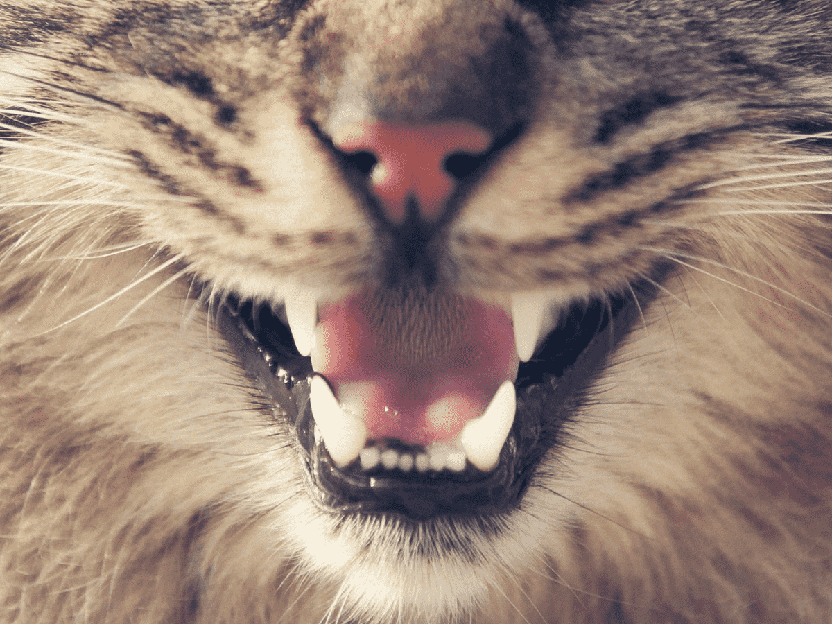 Should You Get Your Cats Teeth Cleaned - TeethWalls