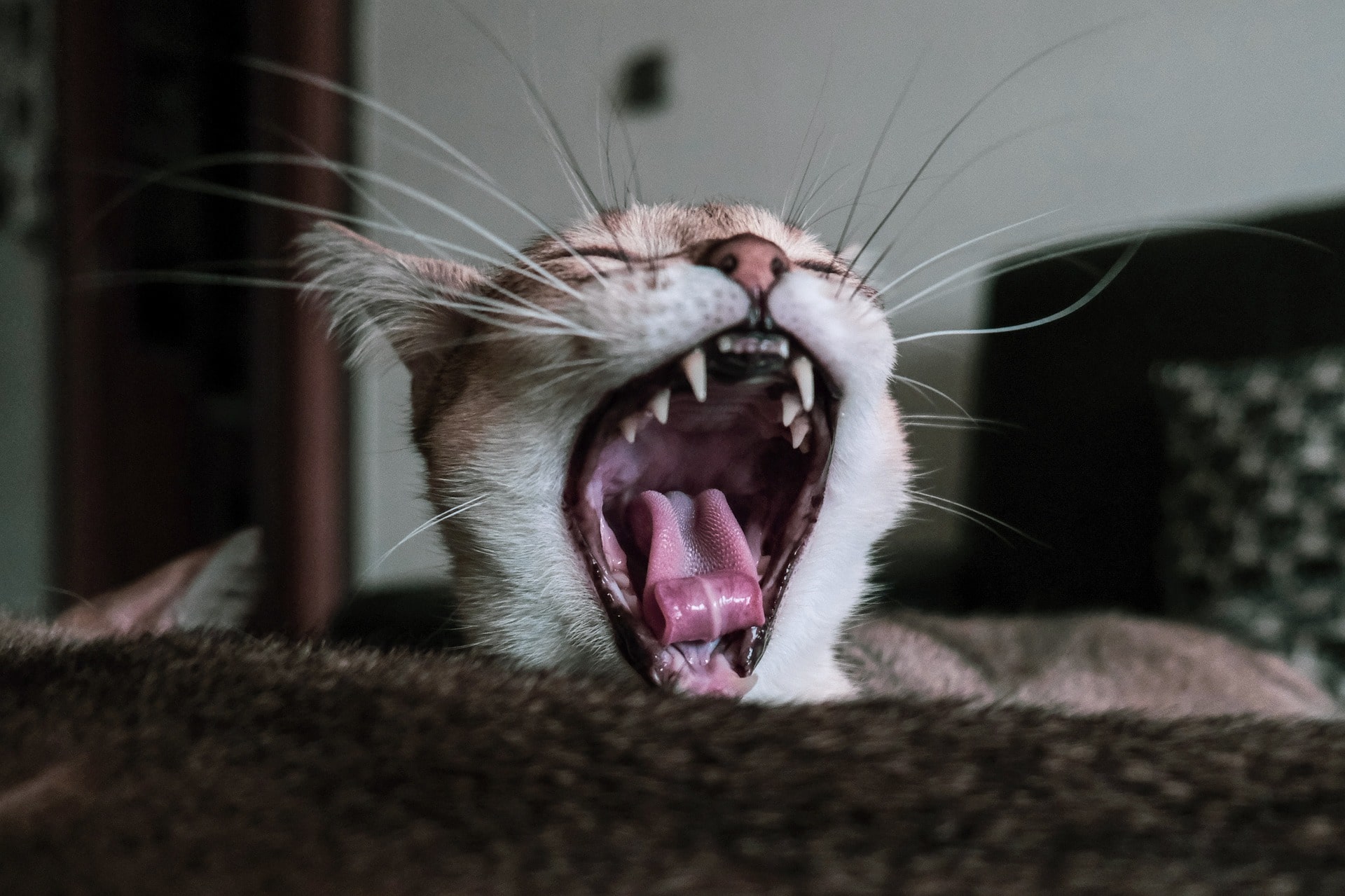 Should You Get Your Cats Teeth Cleaned TeethWalls