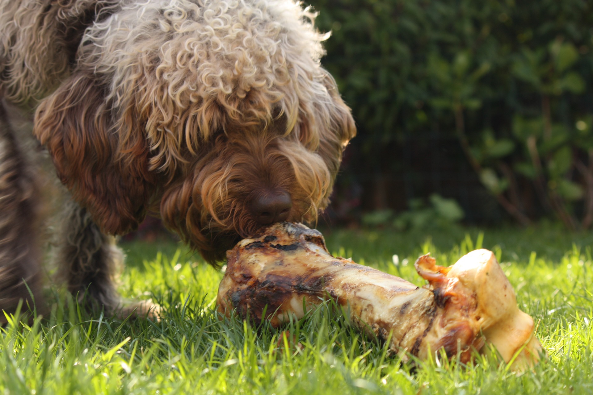 Best Dog Foods For All Sizes And Breeds Fetchmyvet